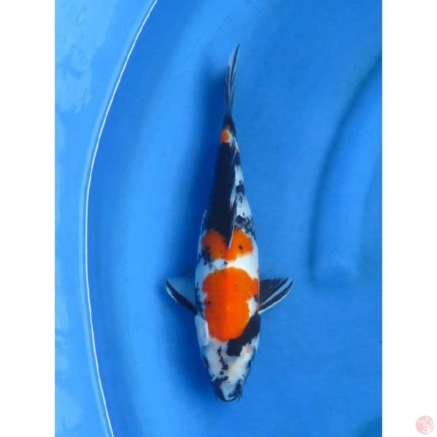 29cm - kindai Showa.
