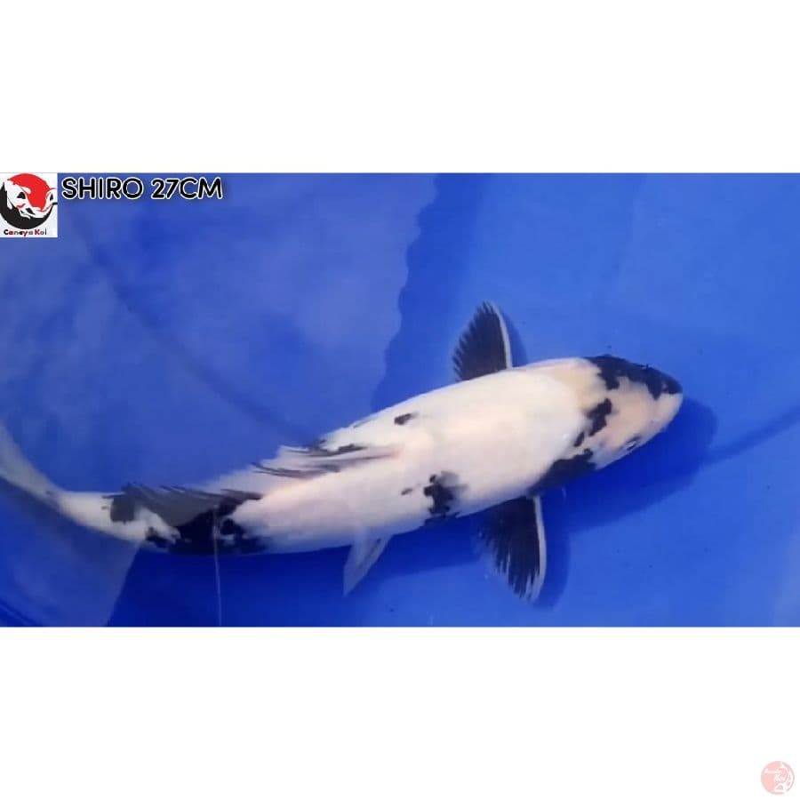 CANAYA KOI FARM -- SHIRO 27cm 100.000