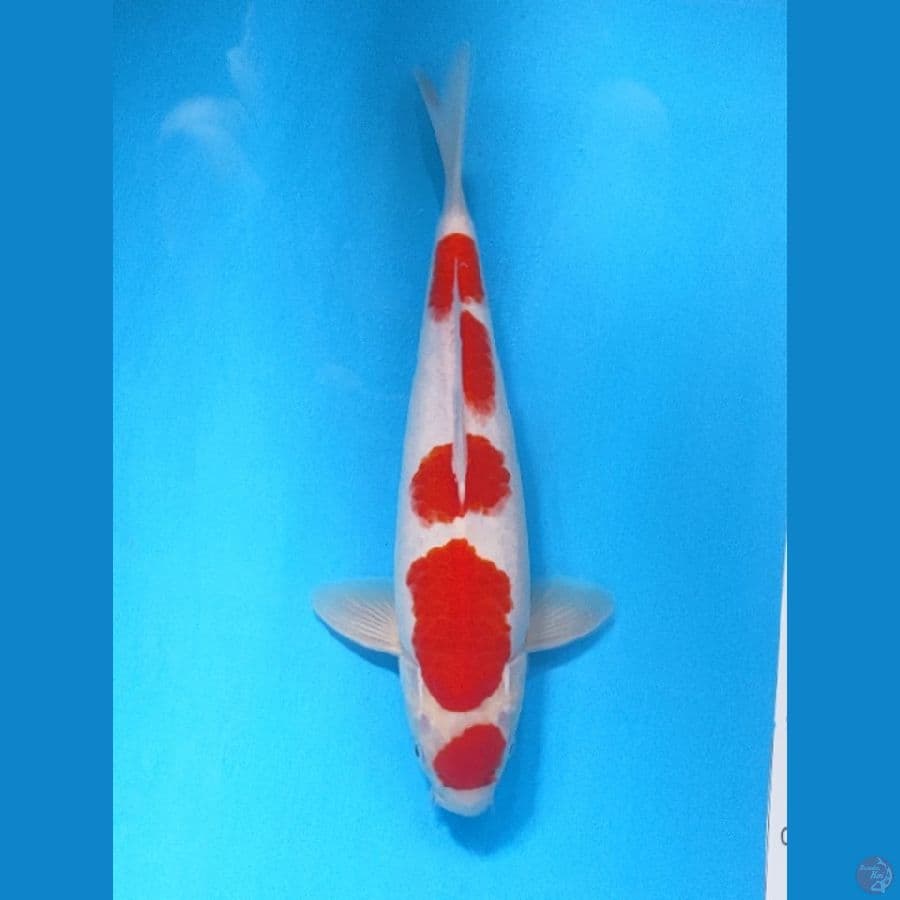 maruten kohaku