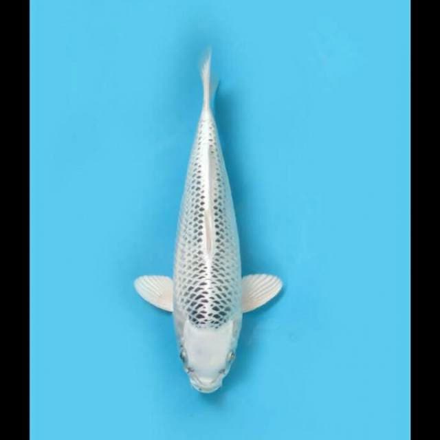 Gin Matsuba 28cm Female Tosai