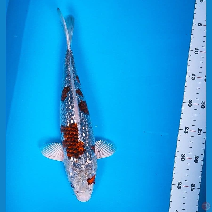 kuro goshiki ginrin 34cm