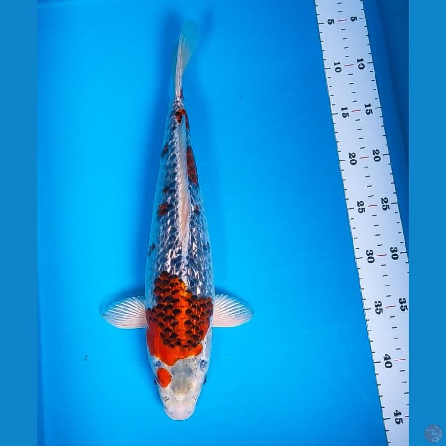 goshiki ginrin 38cm
