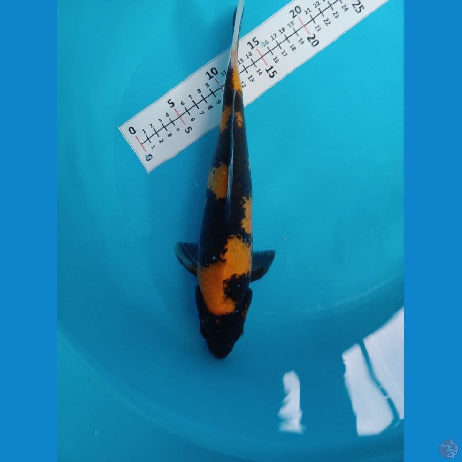 hi showa 34cm