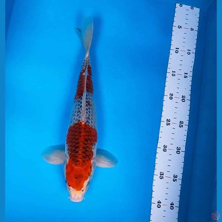 goshiki strong 34cm male
