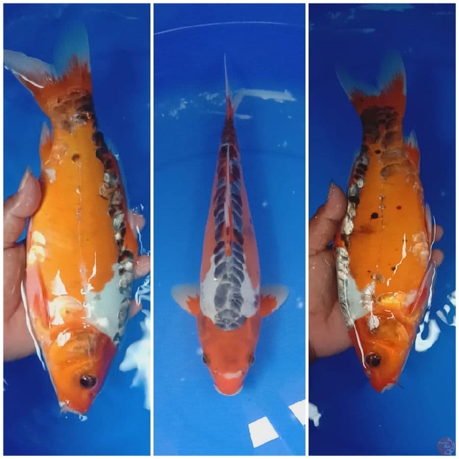 shusui 32cm 