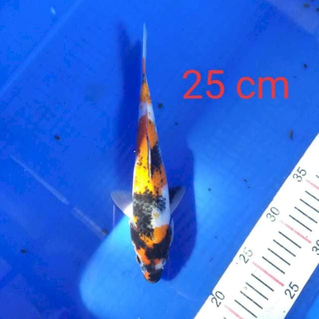 Showa 25 cm