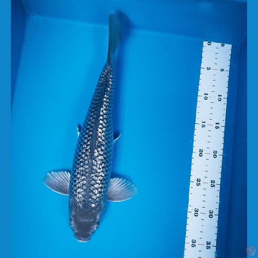 soragoi ginrin 37cm male