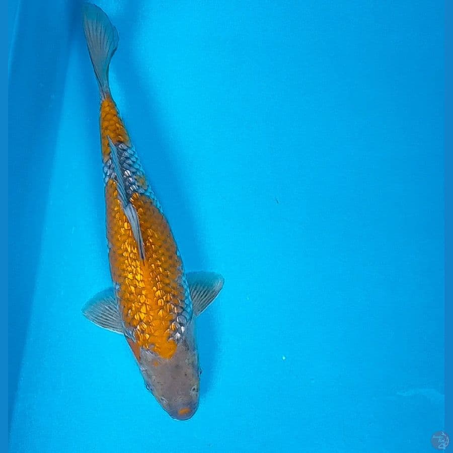 ochiba ginrin 25cm