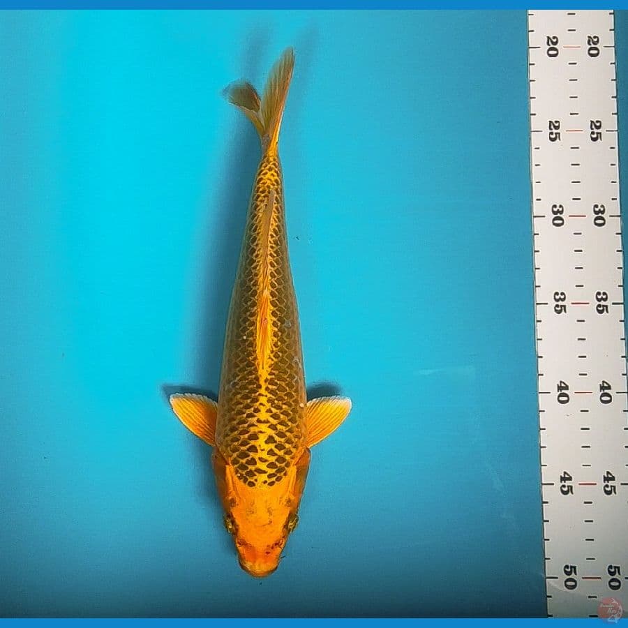 matsuba 28cm