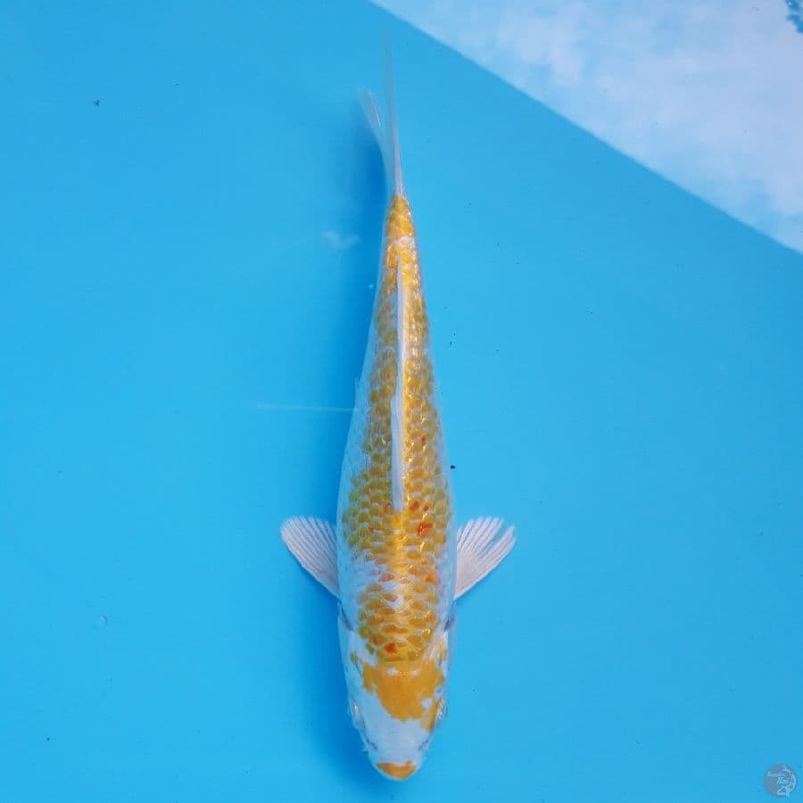 Hariwake 21cm