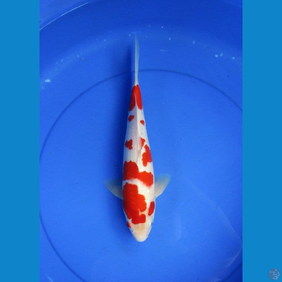 kohaku sakura ±32cm