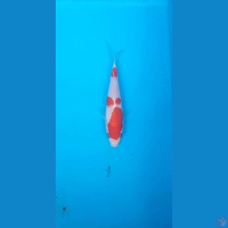 kohaku spesial