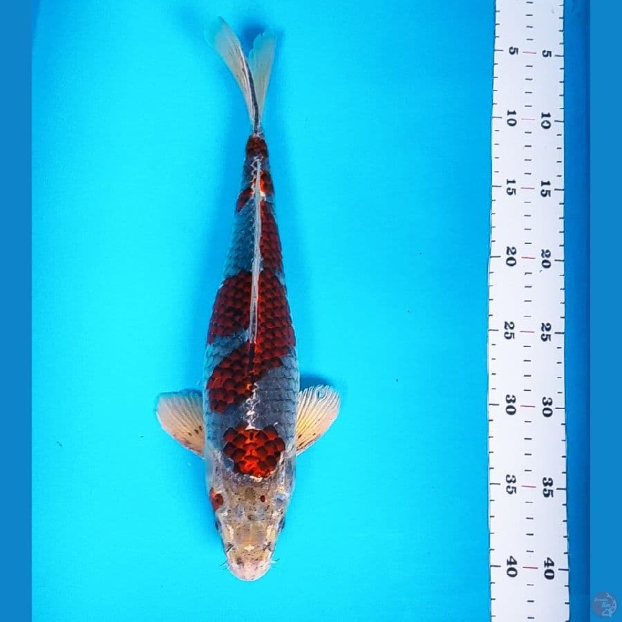 kuro goshiki 35cm male