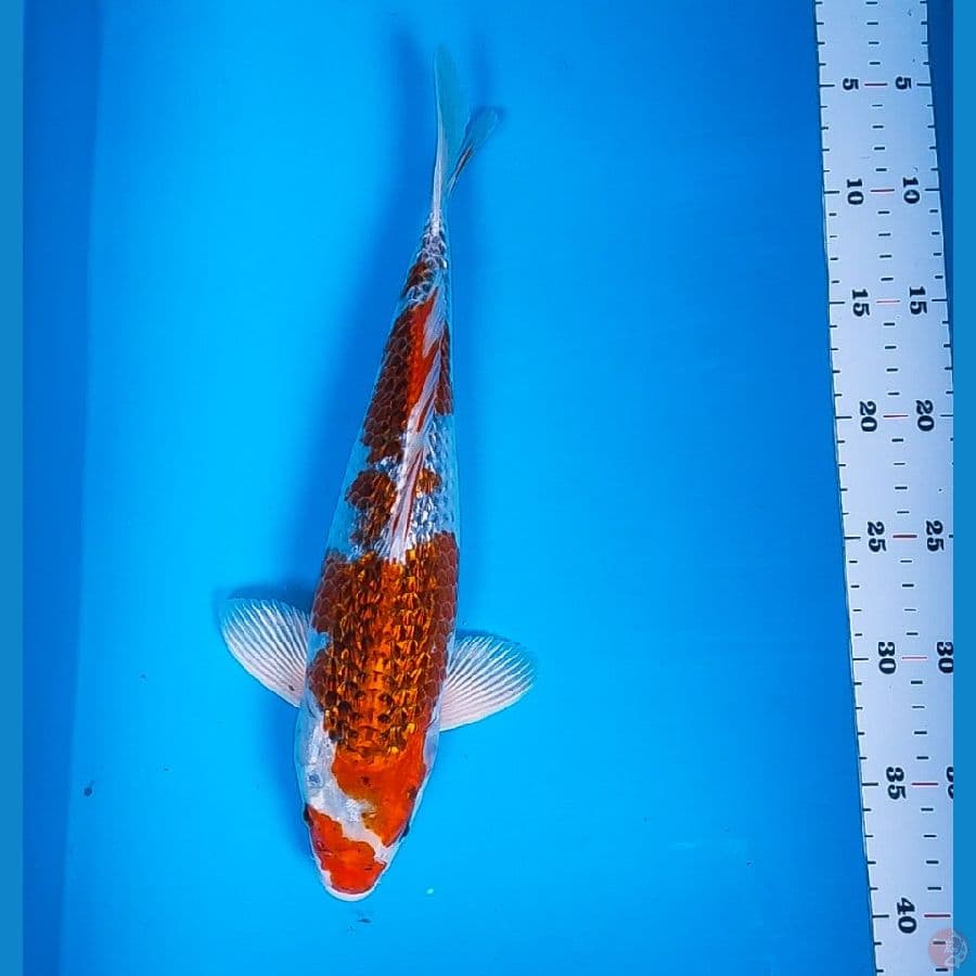 red kujaku ginrin 34cm male