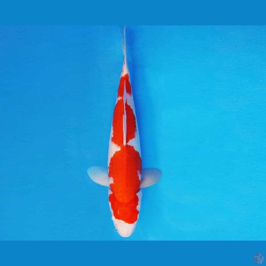 YORI 7 - KOHAKU 32 cm/fm ®