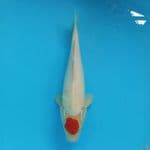 tancho original 32cm 