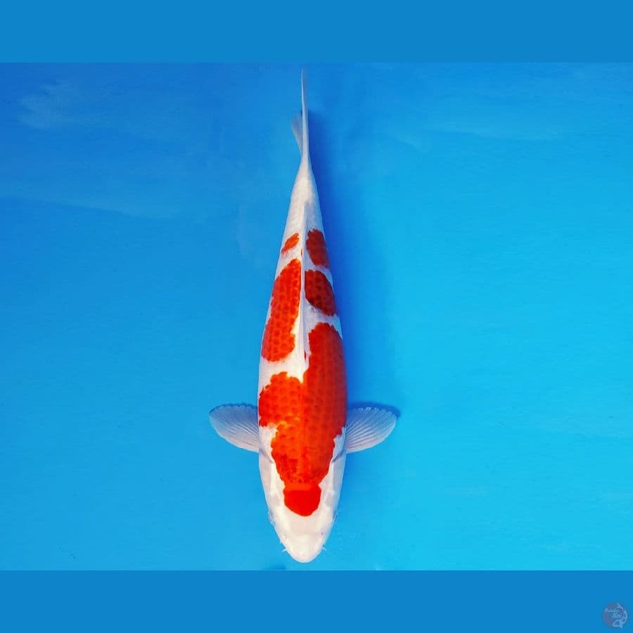 YORI 8 - KUJAKU EVOLUTION 42 cm/fm ®