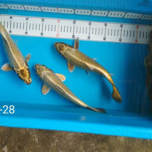 Trio mukasi