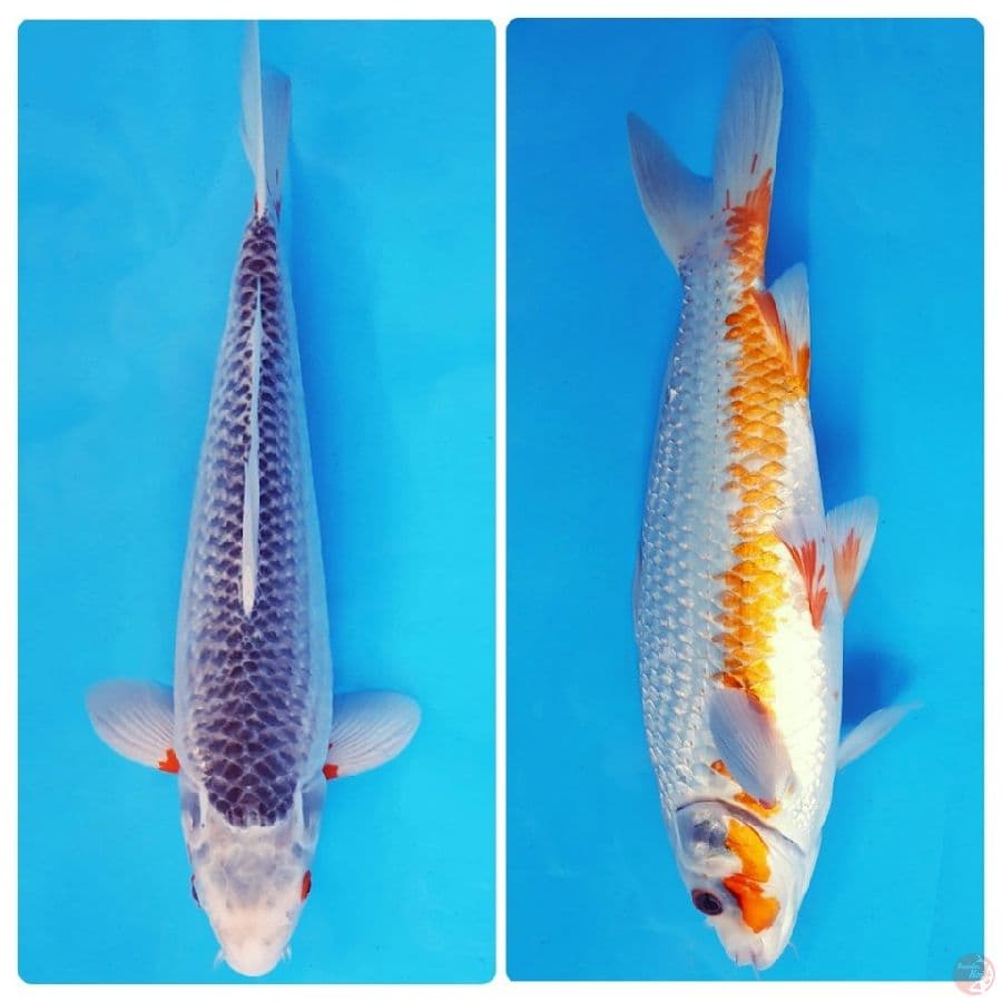 YORI 12 - ASAGI 33 cm/male ®