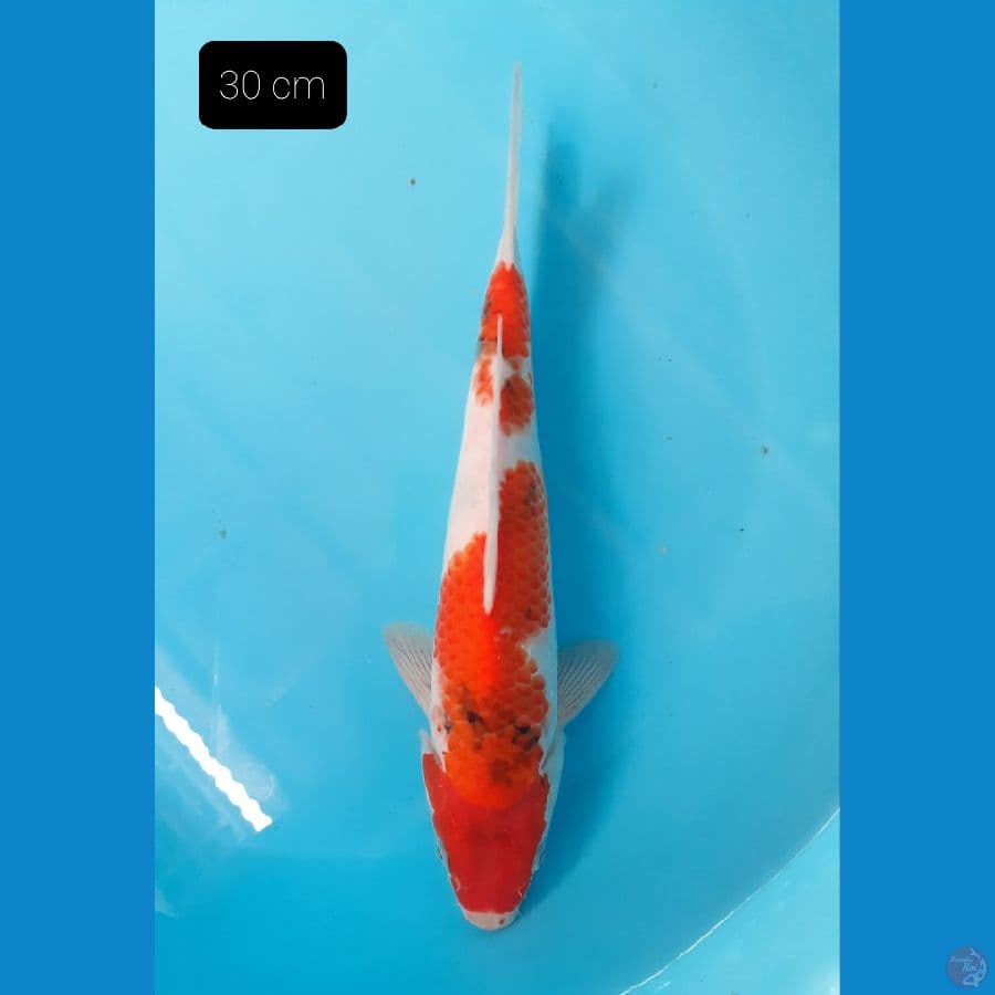 Showa 30 cm