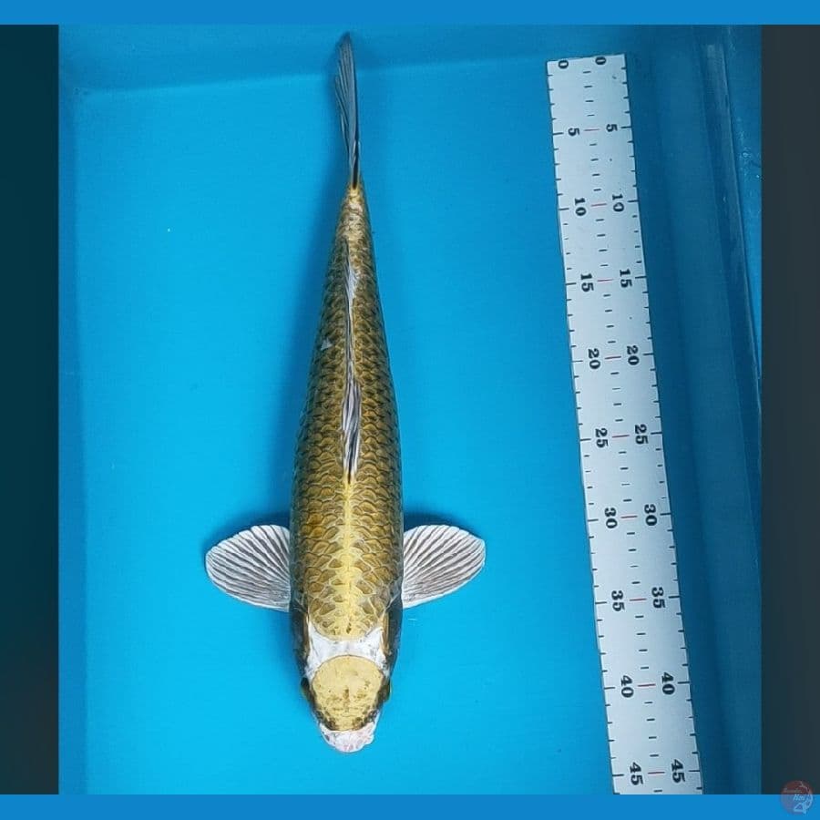 maruten antik 43cm male