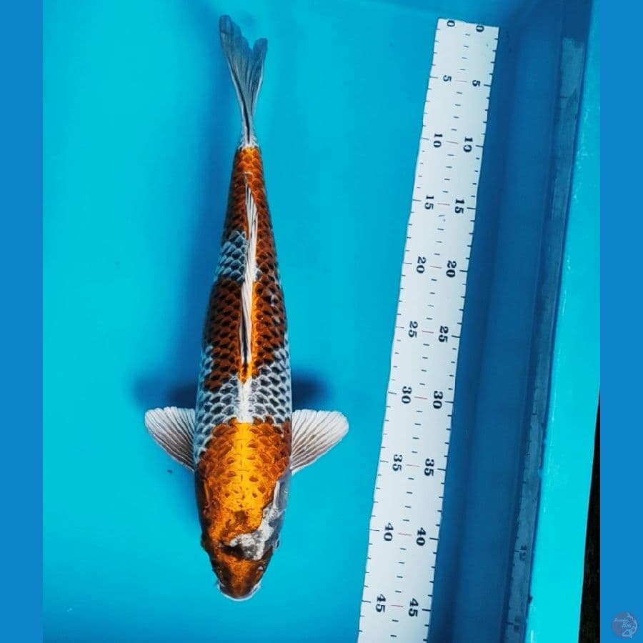 kujaku ginga 39cm male body jumbo