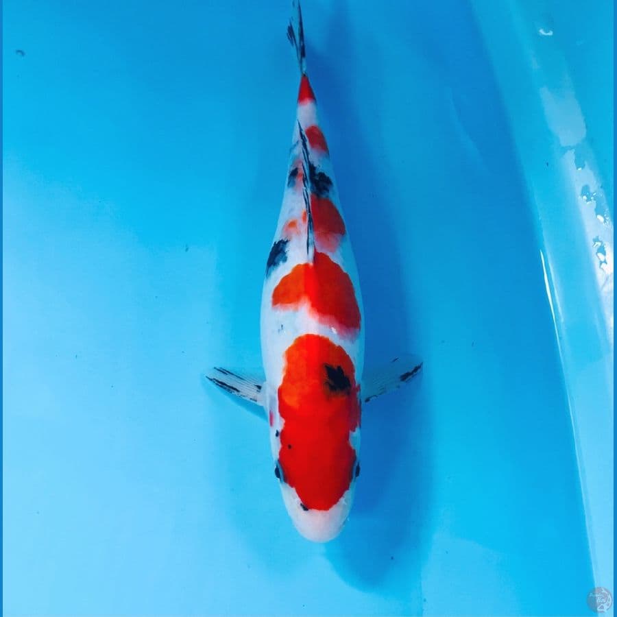 sanke, 30 cm