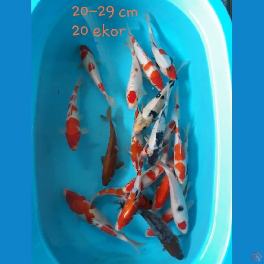 ~3~ Paket Mix 20-29 20Ekor®