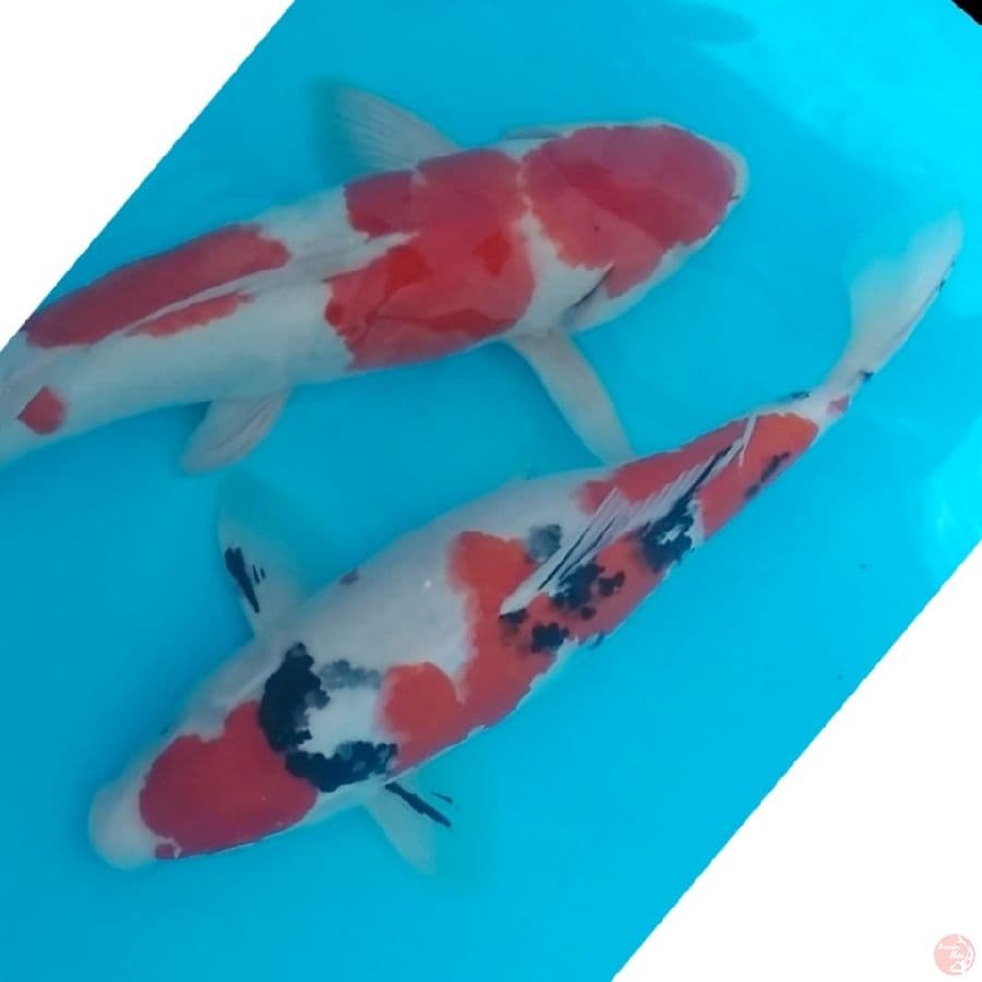 SIAP DI BREEDING