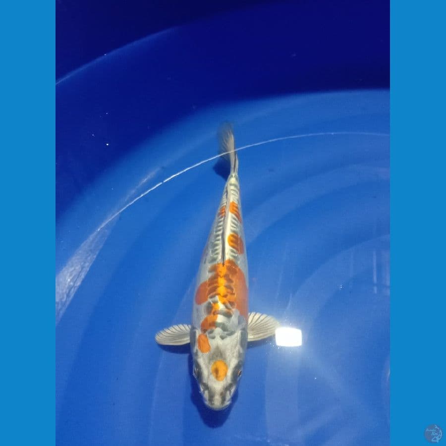 SQ kikokuryu 25cm