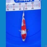 SUPER01 - Showa Tategoi merah strong 25Cm