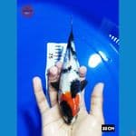 JK012 - Tancho Showa Ginrin size 22Cm