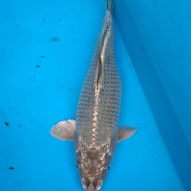 ANTIK LANGKA
