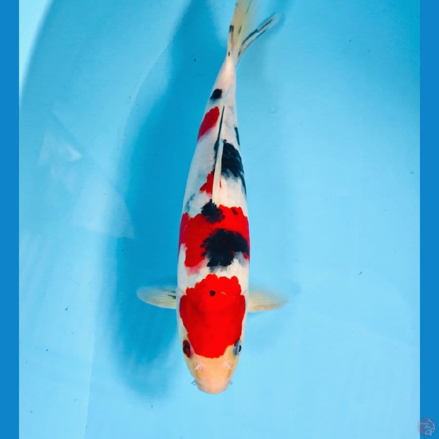 sanke, 30 cm