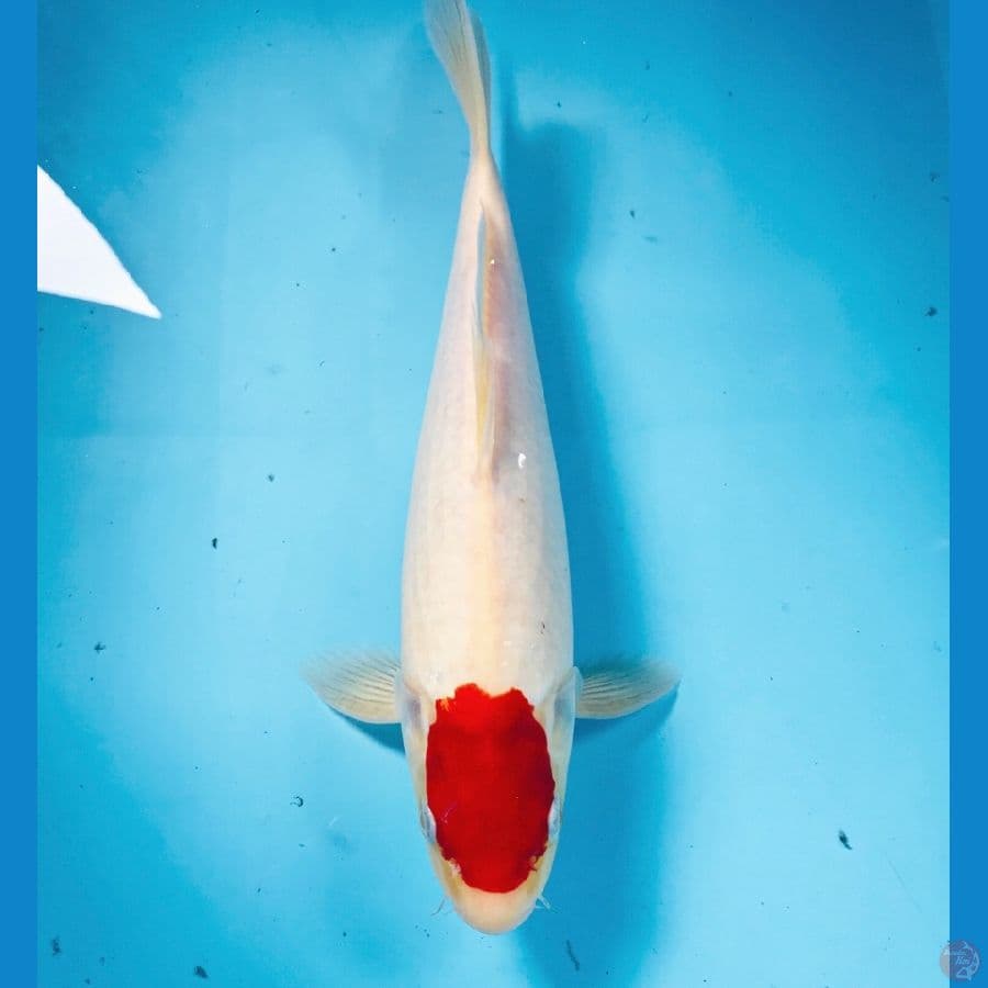 tancho ori, 32 cm