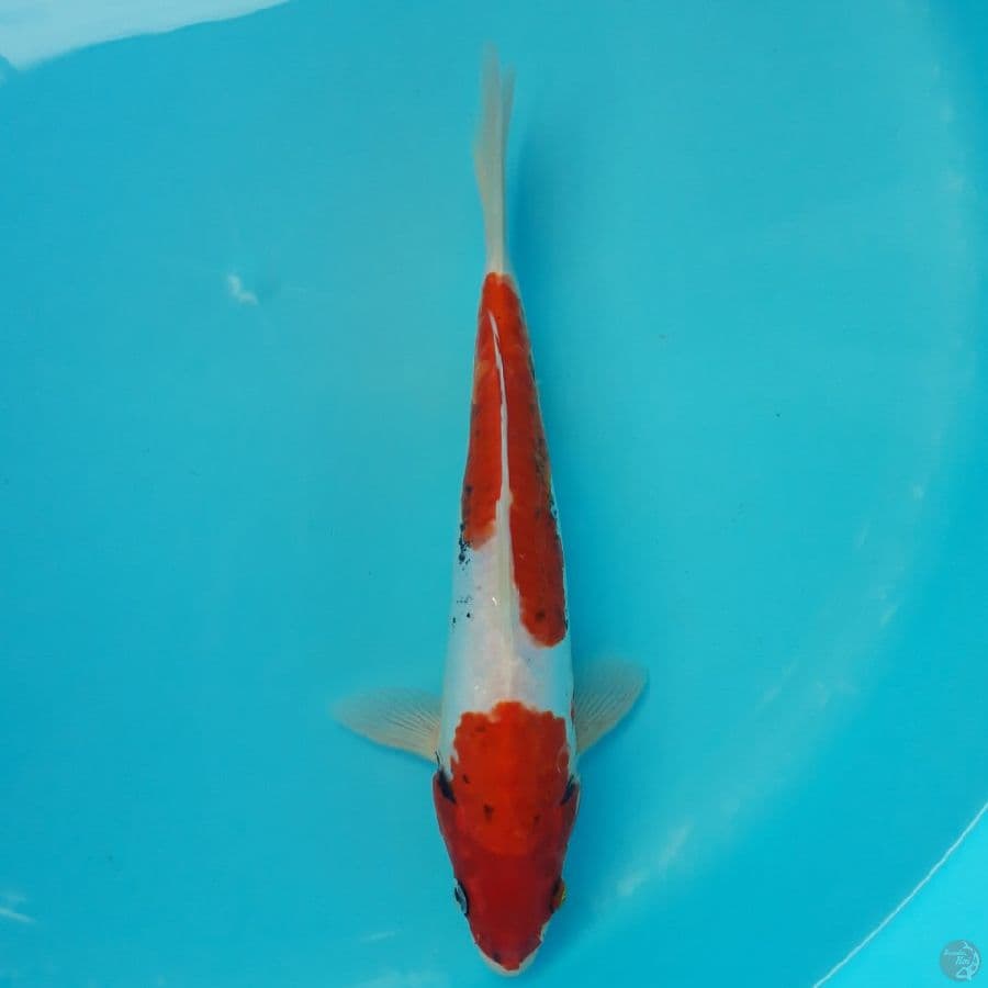 Beni Kumonryu 27cm