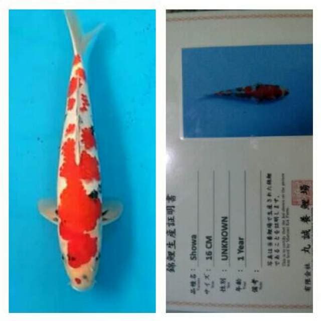 Showa marusei serti breeder