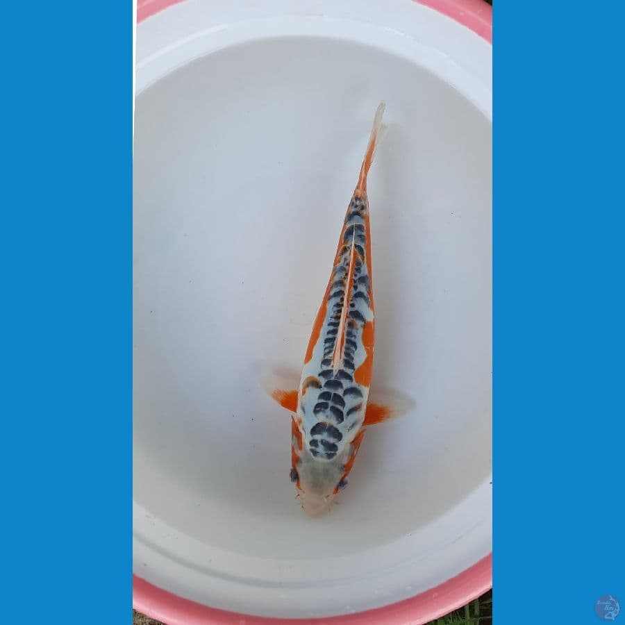 shusui 29cm 