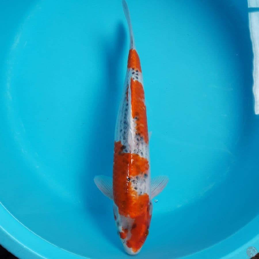 Goshiki Male 42cm