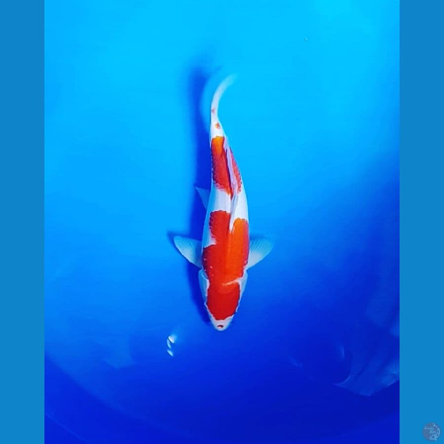 kohaku 31 ori male 