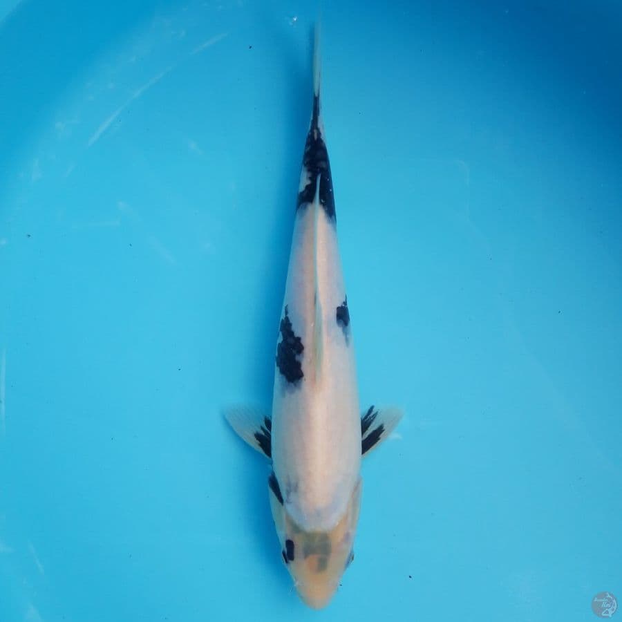 Shiro Shining Tategoi 29cm