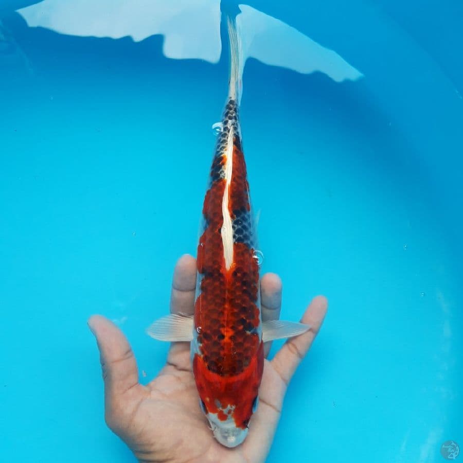 Kujaku Super Red 27cm