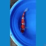maruten sanke jumbo 45cm