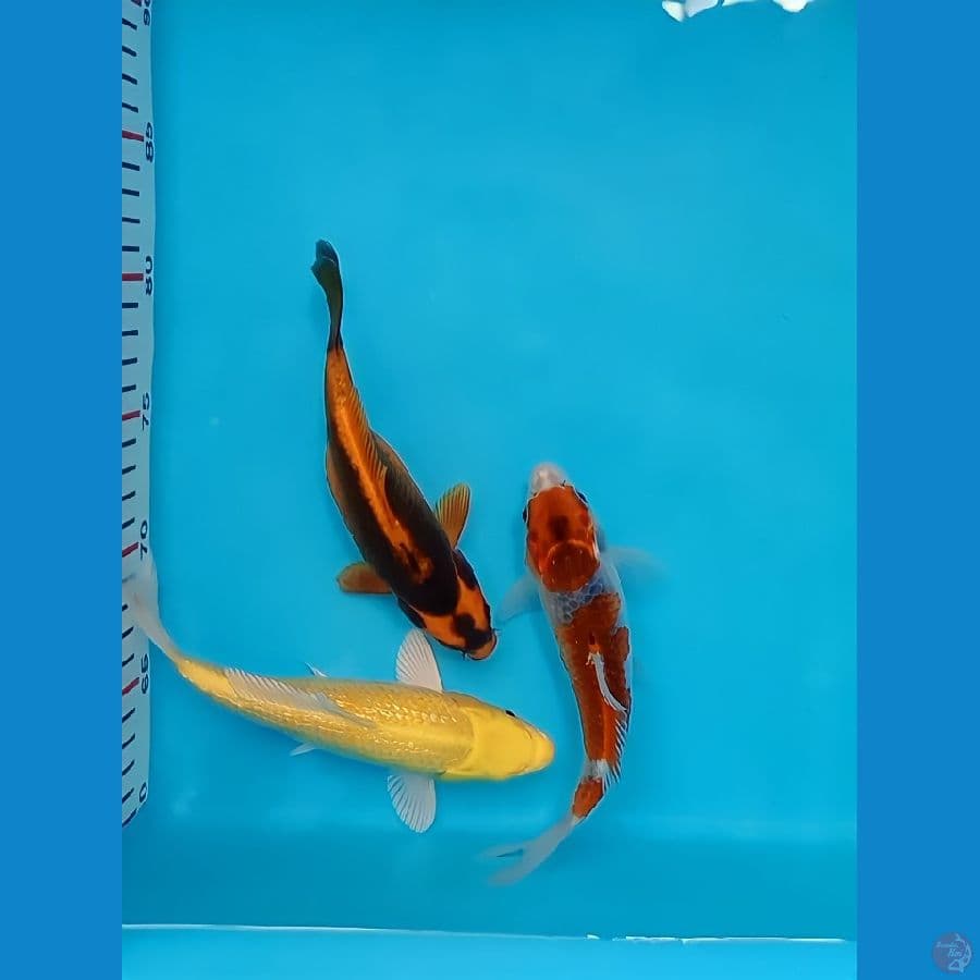 gosiki,ogon,kabutu 20cm