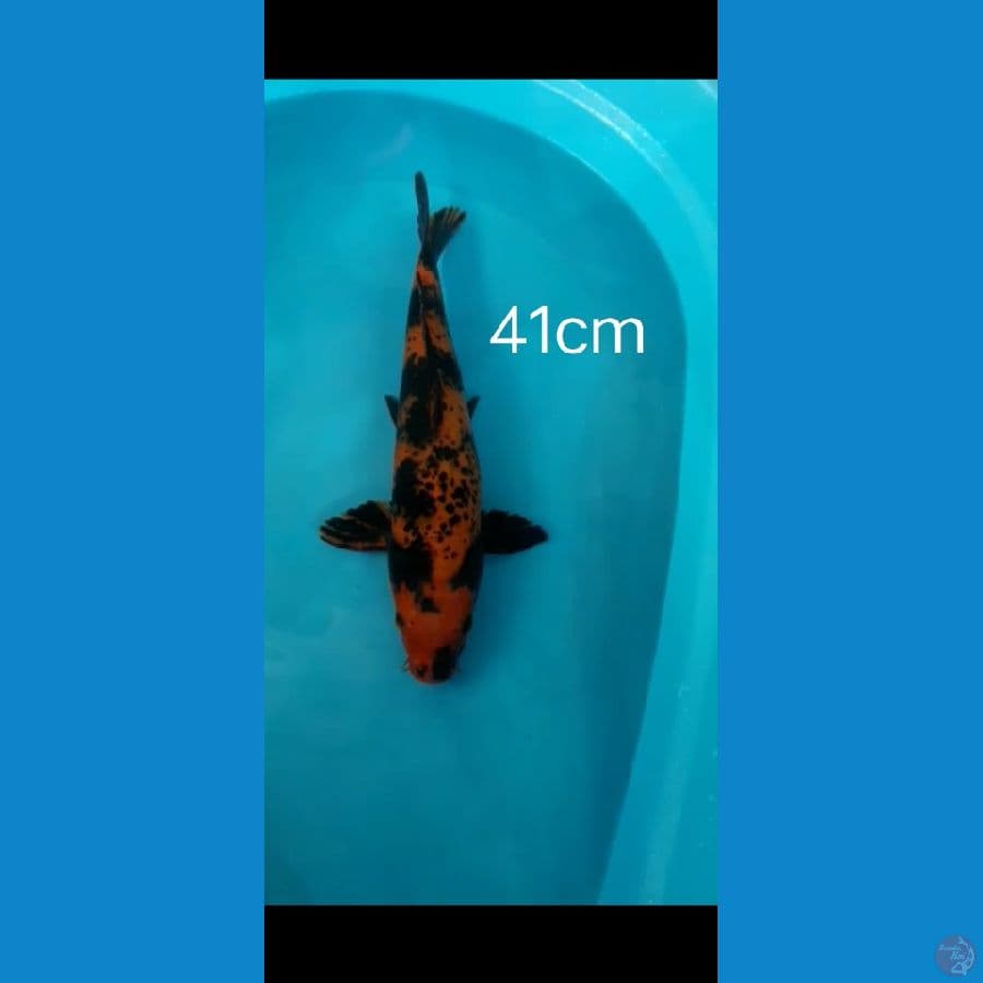 Utsuri 41 cm male
