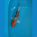 kujaku 35cm male