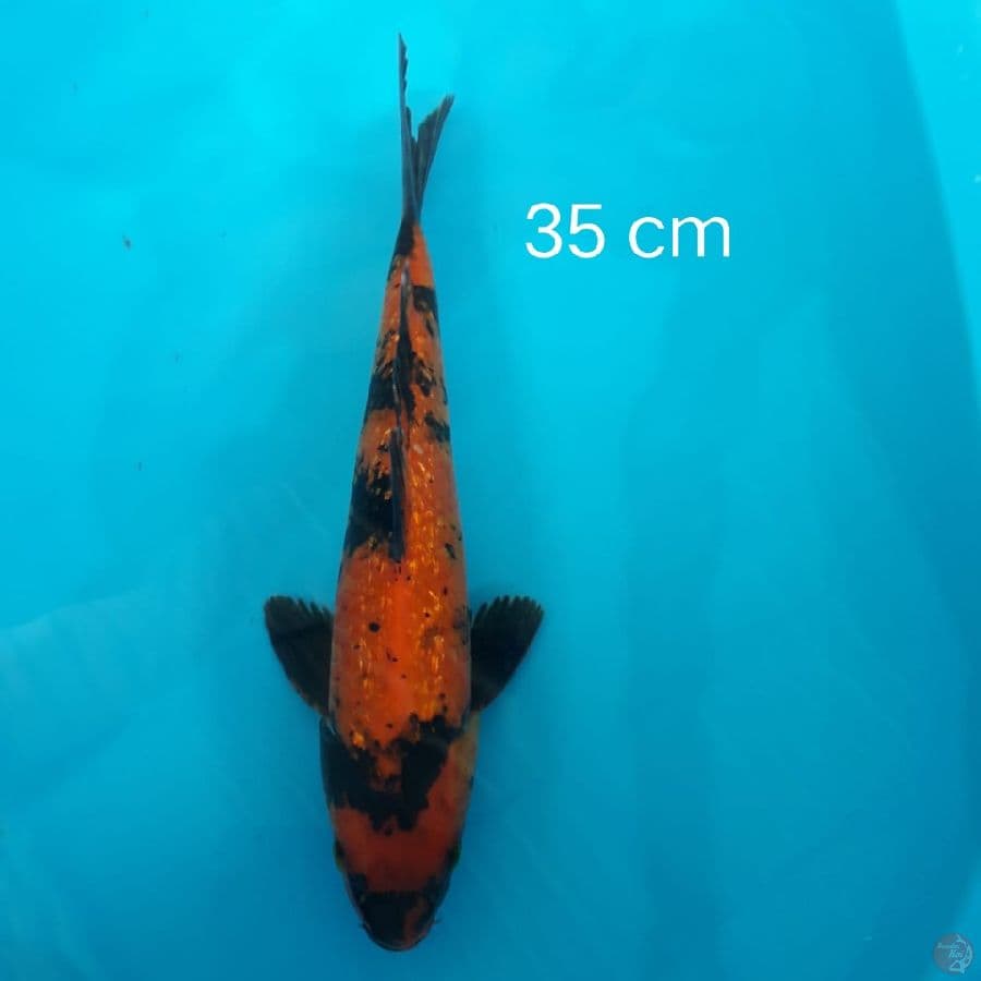 Utsuri 35 cm