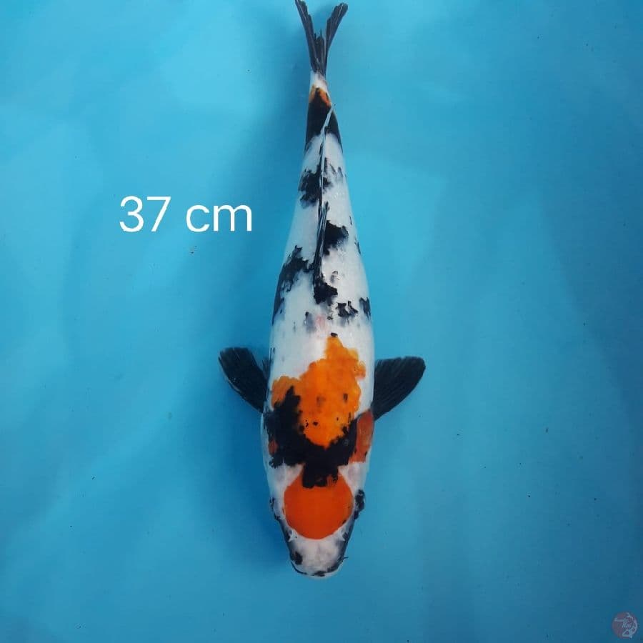Kindai Showa 37 cm