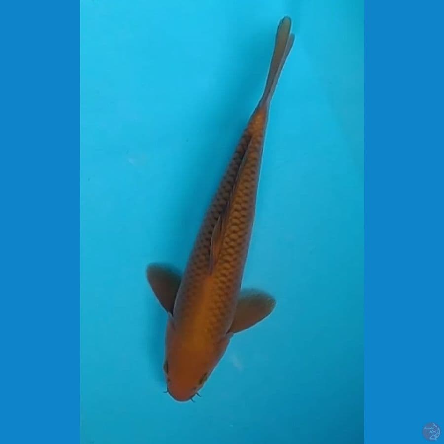 chagoi tembaga