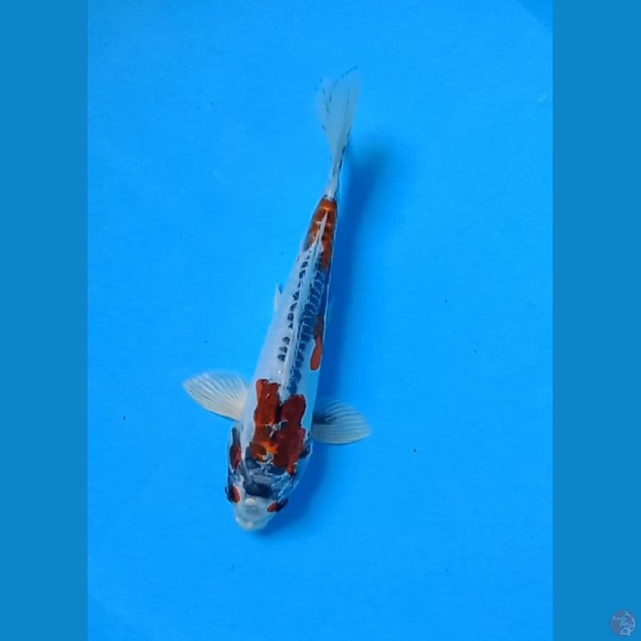 kiko antix